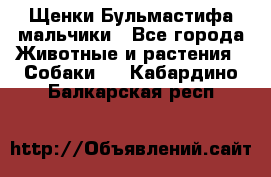Щенки Бульмастифа мальчики - Все города Животные и растения » Собаки   . Кабардино-Балкарская респ.